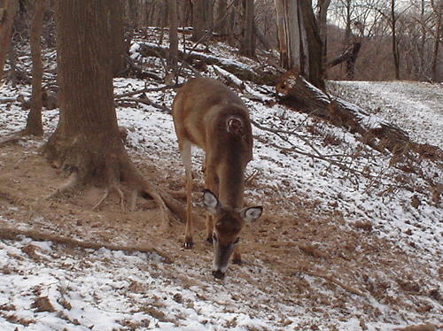 8 Point after shedding antlers